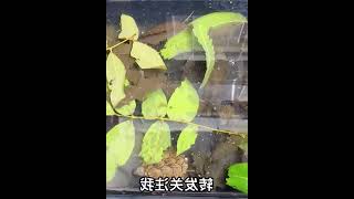 三分钟讲解乌龟浅水冬眠方法，简单好上手，不用再操心龟龟睡不好 #012