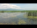 烏丸半島の蓮〜咲き始め2015〜