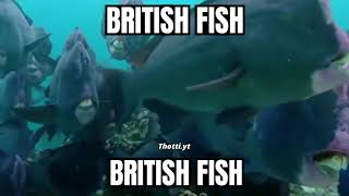 bri'ish fish