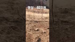 홍천강 앞 정남향 산수리토지 1610 평   평당 : 40 만원