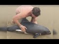 Man Saves Baby Dolphin