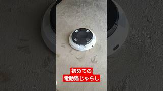 ネコVS電動猫じゃらし