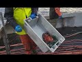 lobster fishing on deer island