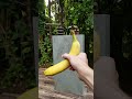 Banana Vs. Capacitor