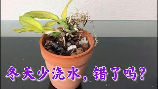 01/07/2023 Rescue a Dying Cattleya Orchid 拯救频临干死的卡特兰