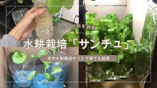 【水耕栽培】北側の寒い部屋でもちゃんと育った「サンチュ」収穫まで