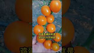 种菜六种水 胜过千种肥 #种菜小技巧