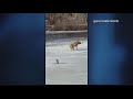 Golden retriever saved from icy pond