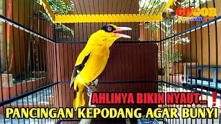 AHLINYA BIKIN NYAUT❗kepodang emas gacor ini AMPUH buat pancingan kepodang agar bunyi