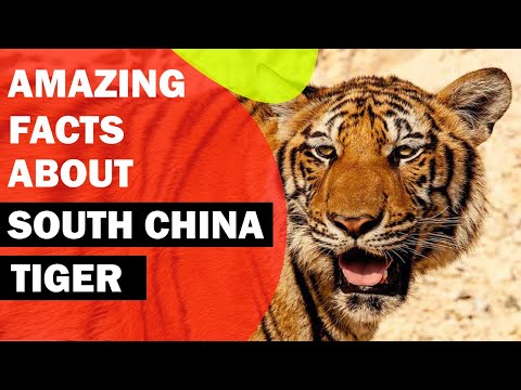 What is special about the South China tiger?