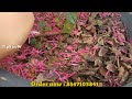 loropetalums ഇതൊരു സുന്ദരി പൂച്ചെടി loropetalums plant care tips in malayalam