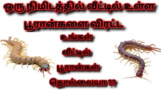 ஒரு நிமிடம் போதும் வீட்டில் பூரான்களை விரட்ட || பூரான் வராமல் இருக்க || pooran varamal irukka