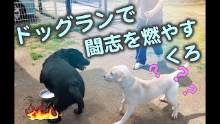 ドッグランで遊ぶラブラドールレトリバーのくろ