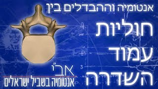 החוליות הלומבריות בעמוד השדרה