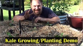 Growing Kale Planting Demo in a Raised Garden Bed