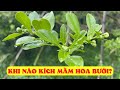 Khi Nào Chuyển Qua Bước Kích Mầm Hoa | Làm Bông Bưởi Tết @nongnghiepxanhhcm