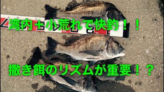 【フカセ初心者】ずっとチヌの気配がないときに起爆剤になる切り札