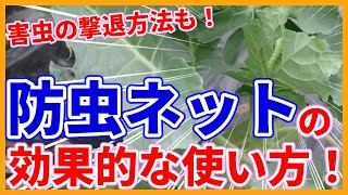 Tips for protecting winter vegetables from pests with insect nets from a Japanese farmer !