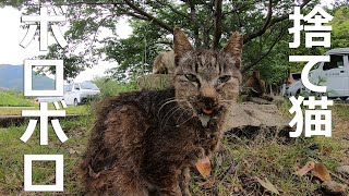 ボロボロになっても人間にすり寄ってくる捨て猫の野良猫たち…