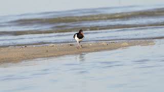 Jackson Lee, AFIAP 攝影分享(#3) - 蠣鷸 (Eurasian Oystercatcher) 近日被發現再度在香港出現, 上一次有記錄已經是2010年