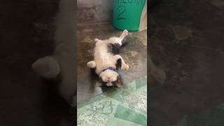 I don’t want to disturb my cat #jisoflower #kpop #pets #cats #music #remix #dance #cover