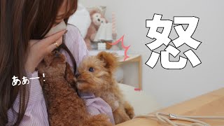 飼い主に怒られ必死に誤魔化そうとするチワプーがこちらw