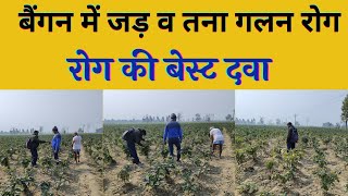 बैंगन में तना गलन व जड़ गलन कैसे रोकें | Stem and Root Rot Disease of Brinjal |