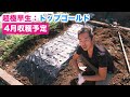 【玉ねぎ栽培】とう立ち・病気予防・雑草予防ができる黒マルチの使い方！2022.10.25【家庭菜園】【ガーデニング】【土づくり】