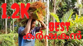 paddy farming|നെൽ കൃഷി|KIZHISSERI എഴുപതിന്റെ ചെറുപ്പം|കൃഷിക്കായി ജീവിതം|klbroz|keralavlogger|