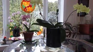 jacolyns orchids 2