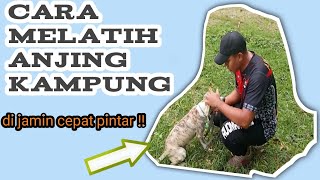 Cara melatih anjing kampung, cara melatih anjing  Berburu, melatih anjing agar patuh