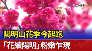 陽明山花季今起跑 「花續陽明」粉嫩乍現