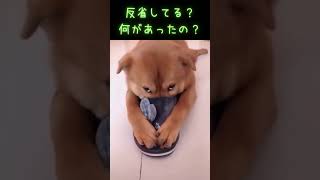 猛反省する犬ｗ