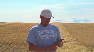 Talinor cereals herbicide in Rugby, North Dakota