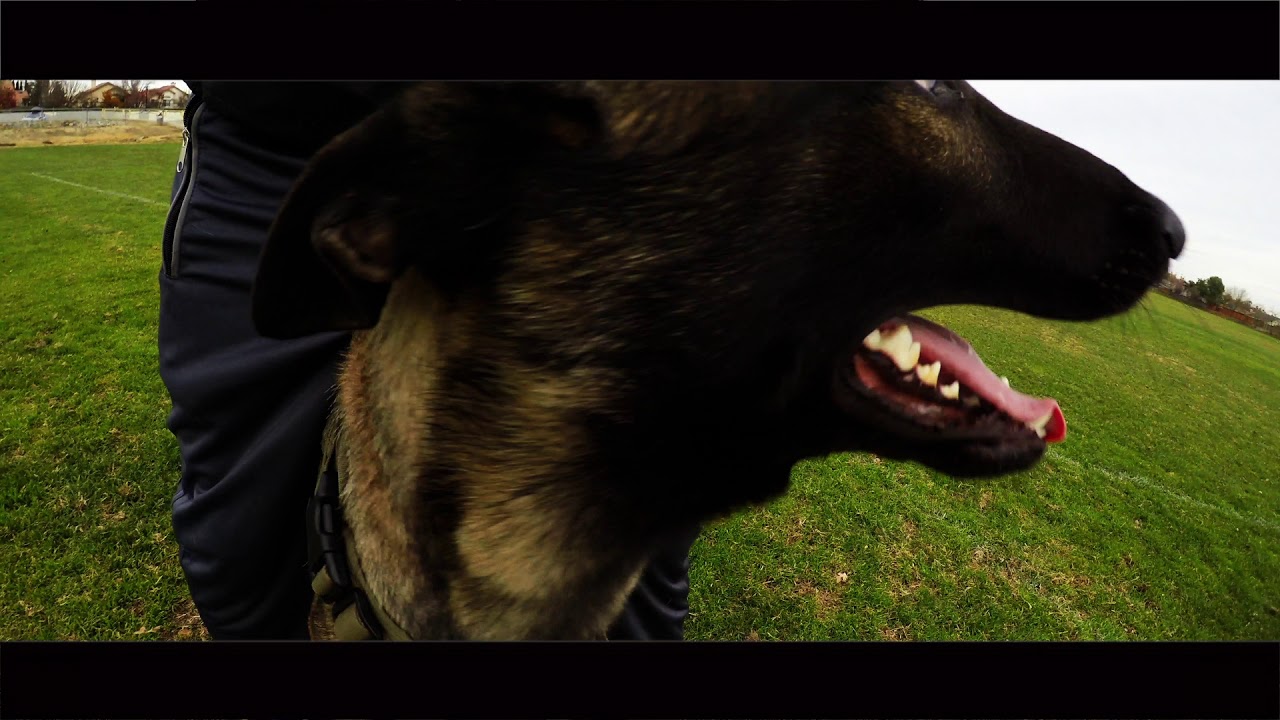 Belgian Malinois Dog Training With French Commands Demonstration - YouTube