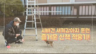 새끼강아지 즐거운 산책 적응기!!feat.3개월 시바견