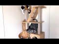 cats are playing with toy トラといくら おもちゃの取り合い