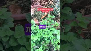 צמחי-תבלין לטיפול בגרון כואב: אורגנו ואזוב