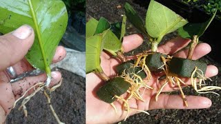 Cutting And Planting Leaves See Results