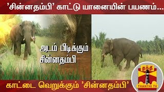 'சின்னதம்பி' காட்டு யானையின் பயணம்...| Chinnathambi