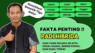 KONSTITUSI 3 GALUR DALAM PERAKITAN VARIETAS UNGGUL BENIH PADI HIBRIDA @bangmuslim