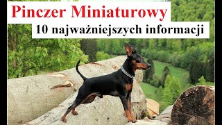 Pinczer Miniaturowy  - 10 Najważniejszych Informacji