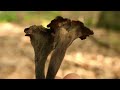 ashen black trumpets craterellus venosus rare mushroom how to hunt them in new england