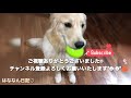 【かわいい♡】みかんをオネダリ♡ゴールデンレトリーバーはな♪goldenretriever hana eats mandarin orange.はななん日記♡