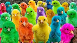 World Cute Chickens, Colorful Chickens, Rainbows Chickens, Cute Ducks, Cat, Rabbits,Cute Animals🐤🐣🦆🐟