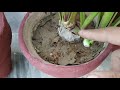 planting amaryllis bulbs how to grow care and propagate amaryllis hippeastrum