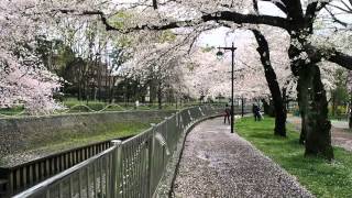 雨上がり　お花見散歩　満開の桜　杉並区成田西・善福寺川　２０１６．４．４　Ohanami Sakura Japan