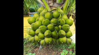 தென்னைக்கு வேர் வழி உரம்  Root feeding of Coconut