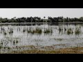 ดูนก birding แหล่งดูนกเป็ดน้ำ แหล่งท่องเที่ยวเมืองจันทร์ บ้านตาด ต.ตาโกน เมืองจันทร์