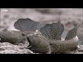 Mudskippers The Fish That Walk on Land  Life  BBC Earth